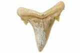 Mackerel Shark (Cretolamna) Tooth - Dakhla, Morocco #225283-1